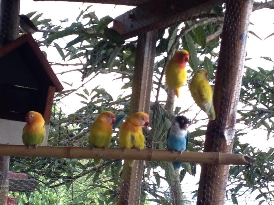 Mirador Finca Morrogacho Manizales Eksteriør billede